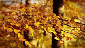 Video aziendale Ita – Novavision è…